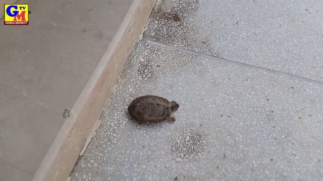 Amazing Facts and Information about The Tortoise life by Ishfaq Mushtaq | The World Biggest Animal смотреть онлайн