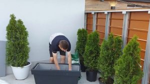 Садимо туї в горшки / Хвойные растения в контейнере - Озеленение террасы