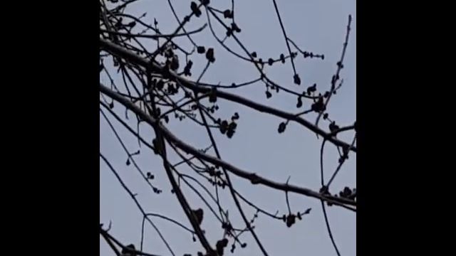 Fraxinus pennsylvanica Green Ash смотреть онлайн