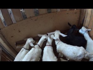 Экспериментальная кормушка для козлят работает отлично