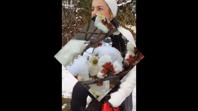 Шпиц гуляет в парке. смотреть онлайн