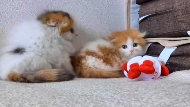 Шотландская вислоухая Посмотрите на рост котенка с круглым лицом　スコティッシュフォールド、丸顔の子猫【MARU&MOKA VOL.1 смотреть онлайн