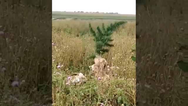снуп дог?? смотреть онлайн