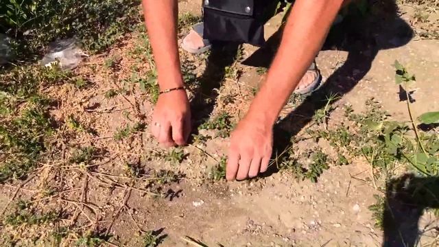 Якорцы наземные на пути вашего велосипеда. Tribulus terrestris on the way of your bicycle. смотреть онлайн