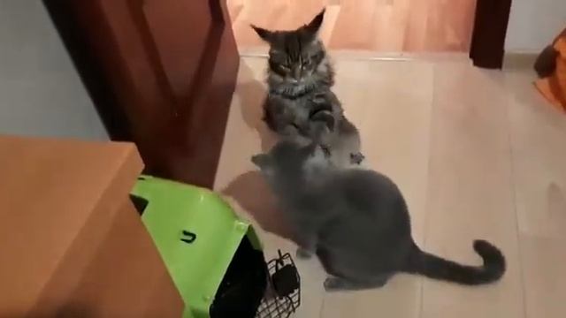 Мэйн-кун и британец. Поединок / Fighting cats. Maine coon and british shorthair смотреть онлайн