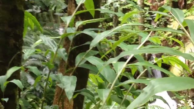 HAWAII?ГАВАЙСКИЕ ДЖУНГЛИ ЭТО ЧТО-ТО смотреть онлайн