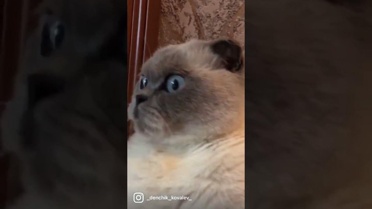 #кошка #кот #животное смотреть онлайн