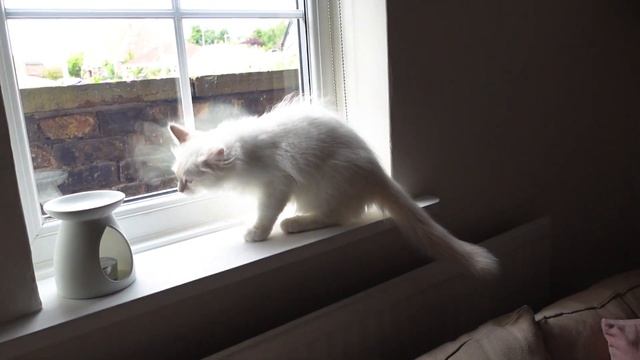 Bringing Home Our SECOND Ragdoll Kitten ~ First Day At Home ~ Introducing Two Cats Successfully смотреть онлайн