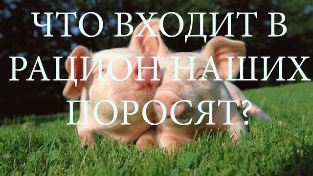 Что входит в рацион наших поросят?// Чем кормить поросят? смотреть онлайн