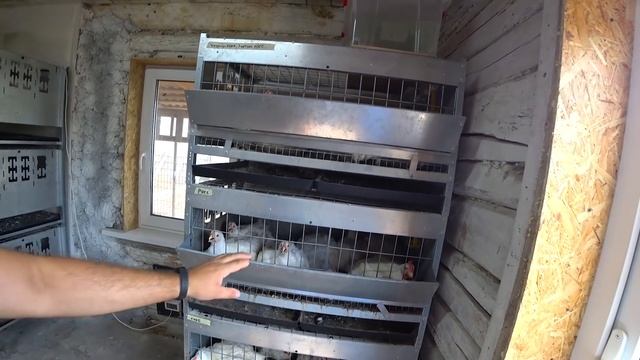 Отличное средство от асцита(водянки)бройлеров смотреть онлайн