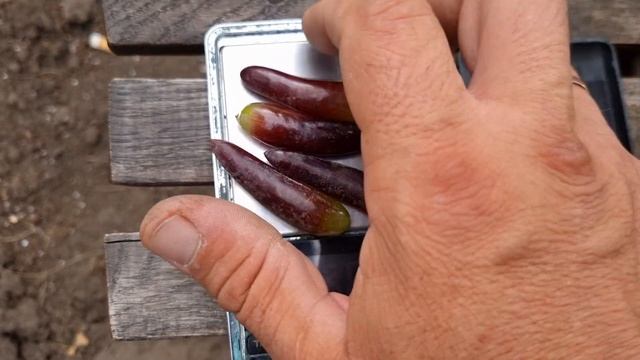 Изысканный вид у этого винограда-описание сорта винограда Хелоуин или Смешные Пальцы. смотреть онлайн