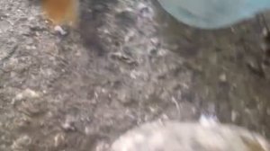 #АСД голубям лекарство чтобы голуби не болели 💪