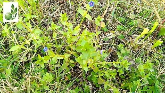 Anagallis arvensis // local names // flowering season // Herbarium sheet info смотреть онлайн