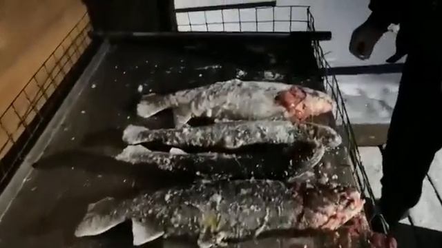 Фореливый Улов Рыбалка Симбухово смотреть онлайн