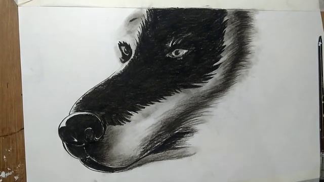 Wolf Sketch|wolf Sketch step by step смотреть онлайн