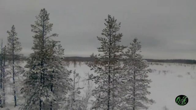 ДЕКАБРЬ\ДОРОГА ДОМОЙ\ЗИМНИЙ ЛЕС смотреть онлайн