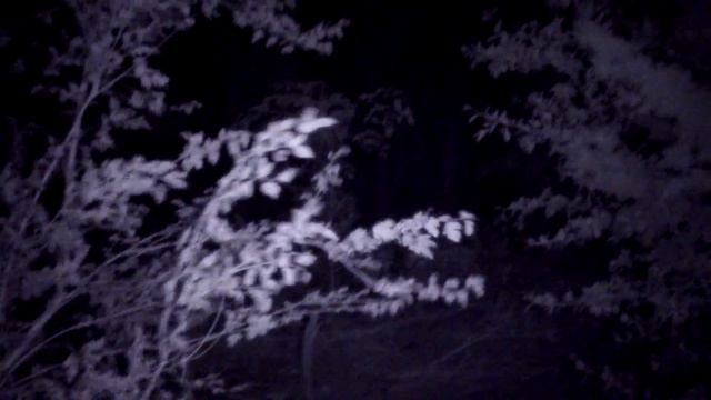 Alone In The Woods At Night...Never Doing That Again!!! смотреть онлайн