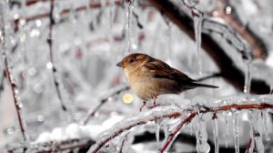 Интересные факты о Зимующих Птицах