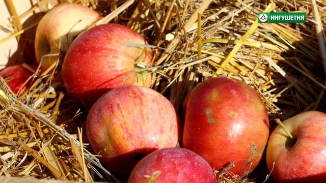 Рубрика. Хранение яблок смотреть онлайн