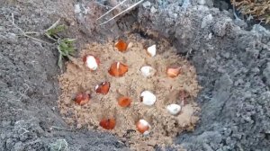 ЧТО ДЕЛАТЬ С ТЮЛЬПАНАМИ ПОСЛЕ ЦВЕТЕНИЯ. КОГДА ВЫКАПЫВАТЬ ЦВЕТЫ? ДЕЛАЕМ ПРАВИЛЬНО. ЭНЦИКЛОПЕДИЯ ДАЧА