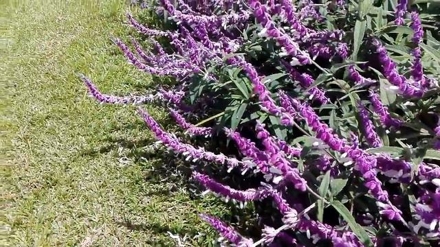9 April 2018~ Bumblebees pollination @ Fuchsia Gardens at Eldo Farm смотреть онлайн
