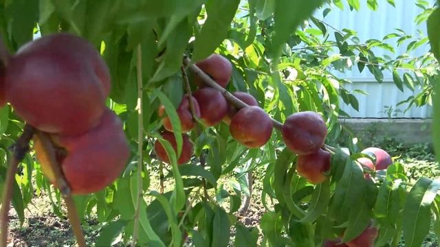 Плодоношение нектарина Харко, Харблейз смотреть онлайн