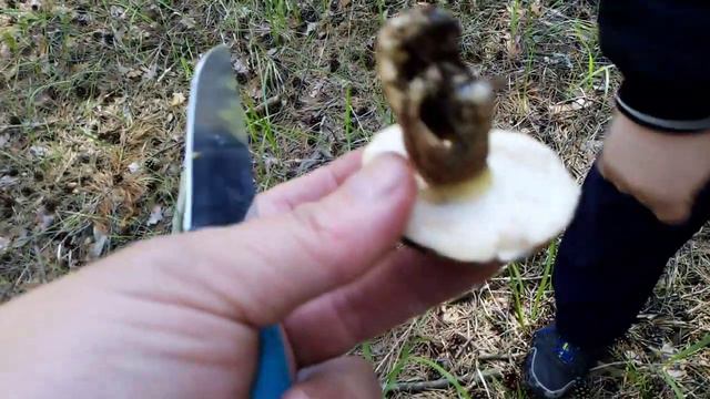 Поляны лисичек, в конце будет К О Т И К !!! смотреть онлайн