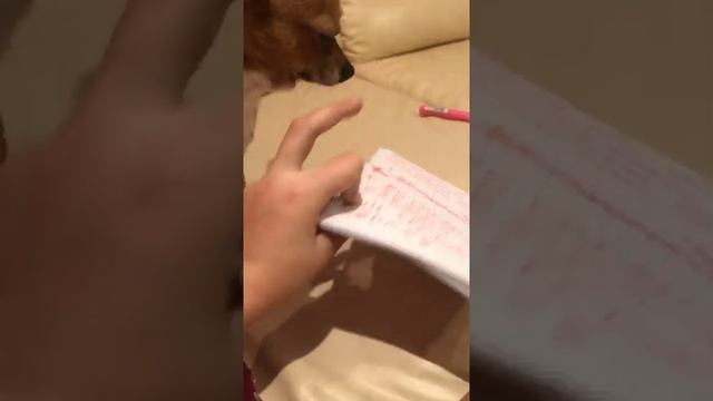 Плюсы и минусы чихуахуа смотреть онлайн