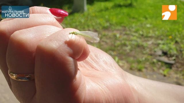 Тверские златоглазки  - ровесники динозавров