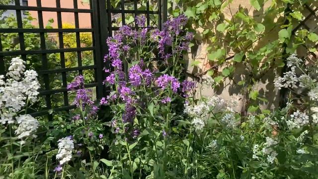 Magic Garden - WIECZORNIKI/HESPERIS & ORLIKI/AQUILEGIA (subtitles/napisy/Untertitel/字幕Jimaku) смотреть онлайн