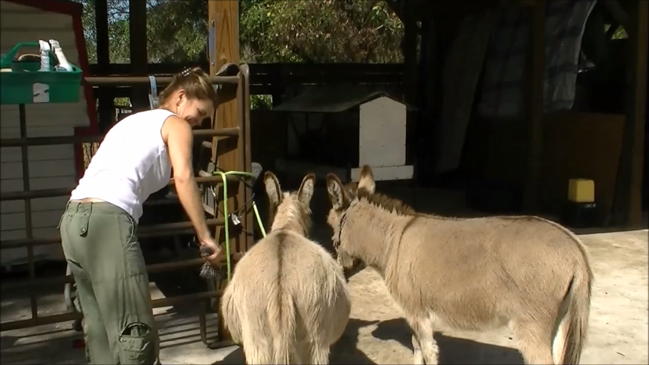 Alapacas, Donkey, And Other Animals смотреть онлайн