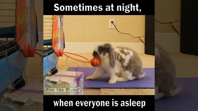 Bunny that wants to be on SpaceJam (watch till the end) Rabbit plays basketball смотреть онлайн