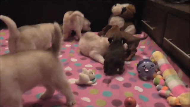 Щенки хаски и таксы 2014 смотреть онлайн