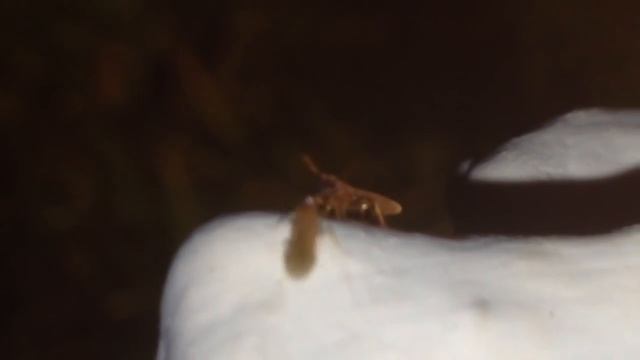 Ants International How To Catch A Queen Ant! смотреть онлайн