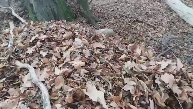 ЗЕМЛЯНКА в ЛЕСУ СВОИМИ РУКАМИ с ОТОПЛЕНИЕМ | ИЗБА в ЛЕСУ | Лесные дела , как построить ДОМ в лесу смотреть онлайн