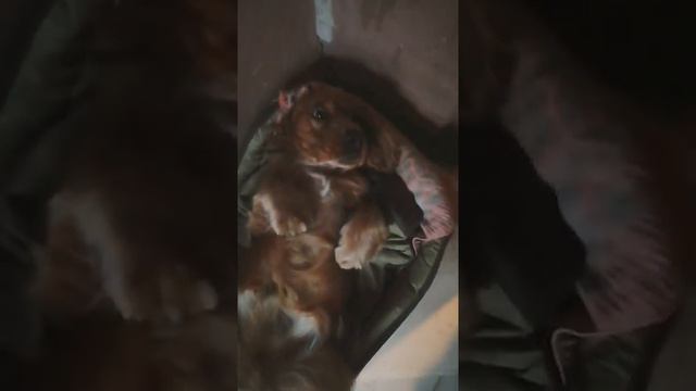 Английский кокер спаниель провинился:) смотреть онлайн