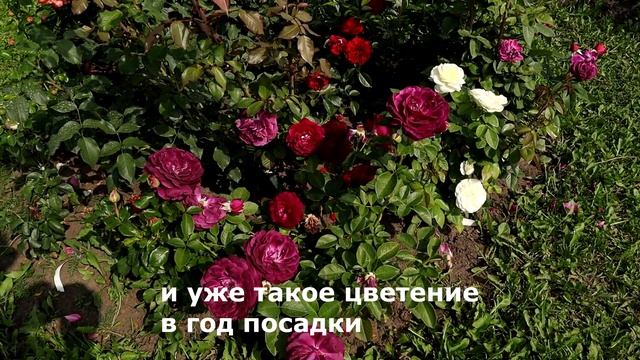 Флорибунда Твайлайт Зоун - Rose Twilight Zone. В этой розе все нравится, одна из самых любимых! смотреть онлайн