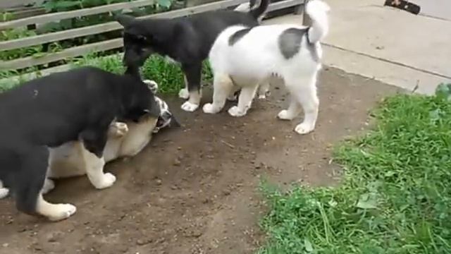 Щенки восточно-сибирской лайки смотреть онлайн