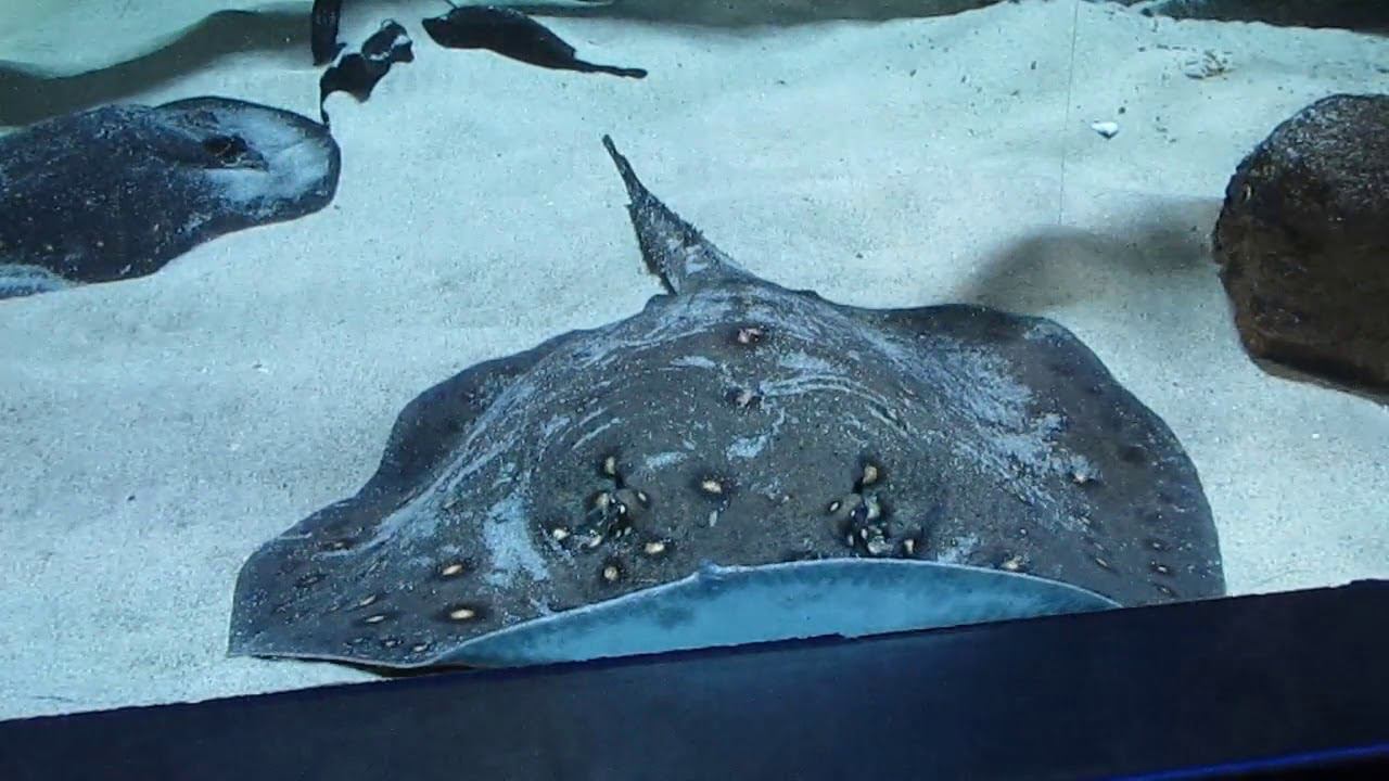 2019 Антверпен (и Зоопарк)