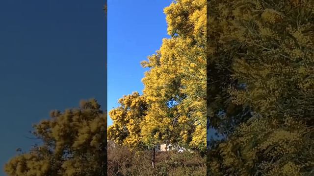 Февраль 2023г. Цветет мимоза в Сочи! #2023 #море #sea #country #природа #курорт #story #зимавсочи смотреть онлайн