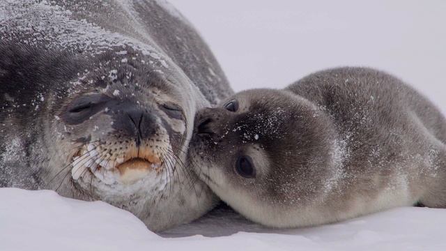 Л.Делиб - "Пиццикато" из балета "Сильвия" смотреть онлайн