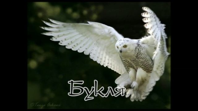 Эстетика Гарри Поттера смотреть онлайн