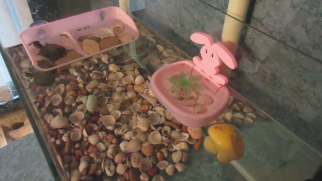 Красноухая черепаха - Видео обзор (Смышлёные малыши) смотреть онлайн