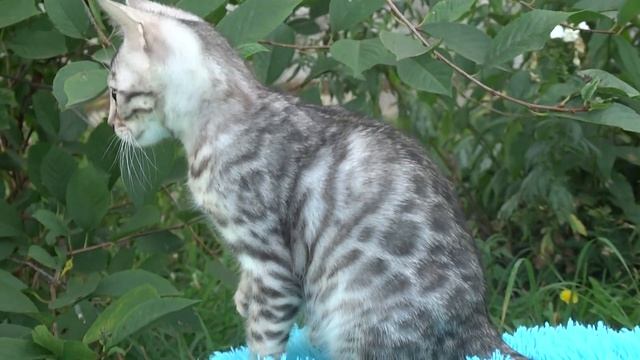 Бенгальский котенок серебряного окраса смотреть онлайн