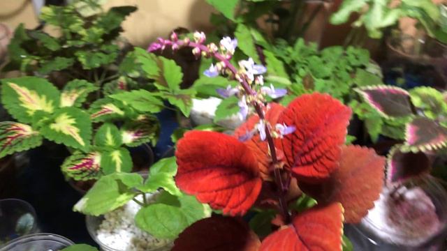 Coleus Flowers Can Be Pretty Too…