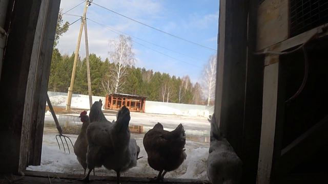 Кролики нуждаются в чистоте! смотреть онлайн