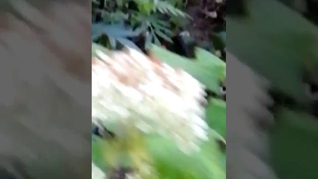 Цветы осенью смотреть онлайн