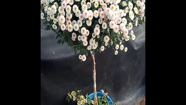 Штамбовое хризантемное дерево. Формирование штамба из кустовой хризантемы. смотреть онлайн