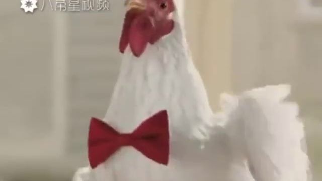 Песня куриц и петуха смотреть онлайн