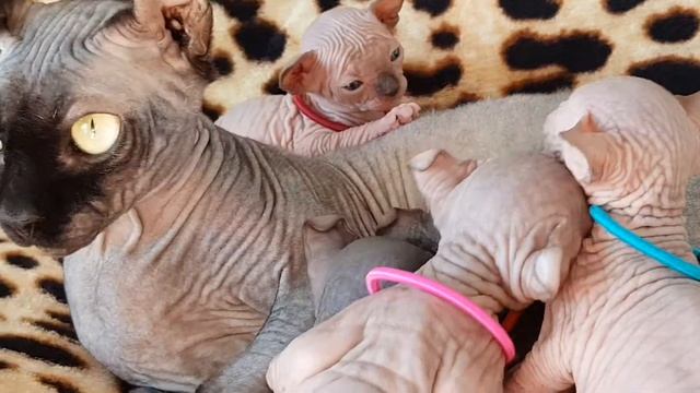 Сфинкс/Эльф котята 2 недели. Sphynx/Elf Kitten 2 woche.?? смотреть онлайн